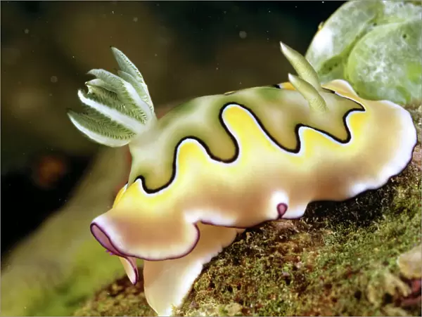 Nudibranch (sea slug) (Chromodoris coil) Unlike most snails, nudibranchs have no shell & their delicate gills are exposed. Without a shell, they rely on toxic chemicals for self-defence. Great Barrier Reef, Queensland