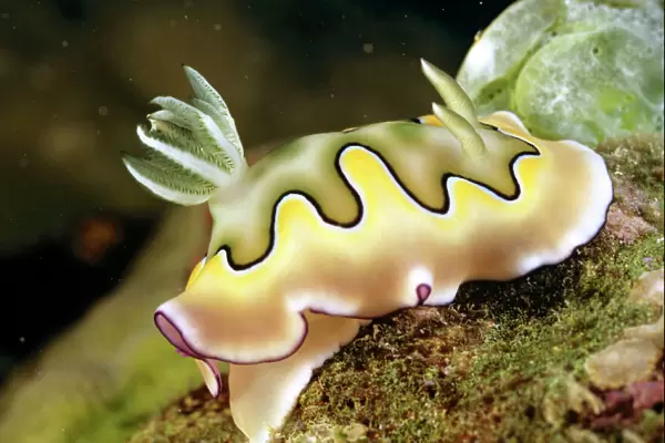 Nudibranch (sea slug) (Chromodoris coil) Unlike most snails, nudibranchs have no shell & their delicate gills are exposed. Without a shell, they rely on toxic chemicals for self-defence. Great Barrier Reef, Queensland