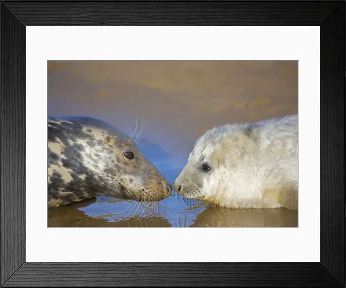 Framed Print : Grey Seal - mother and young interacting on beach - UK Framed Print : Grey Seal - mother and young interacting on beach - UK