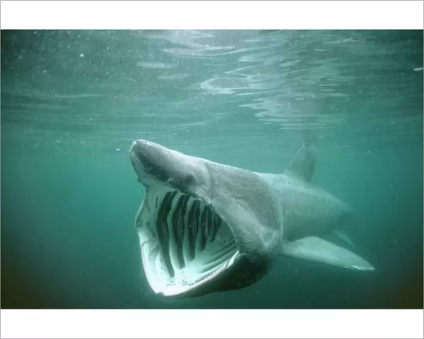 Basking Shark DSE 15 Certorhinus maximus - Isle of Man © Douglas David Seifert ARDEA LONDON