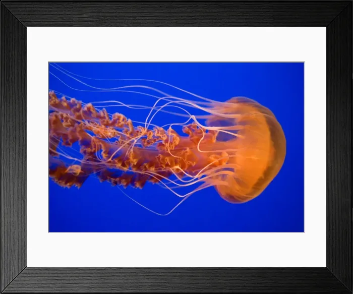 Framed Print : Black Sea Nettle - Pacific Ocean - Photographed at Monterey Bay Aquarium - Monterey - California - USA Framed Print : Black Sea Nettle - Pacific Ocean - Photographed at Monterey Bay Aquarium - Monterey - California - USA