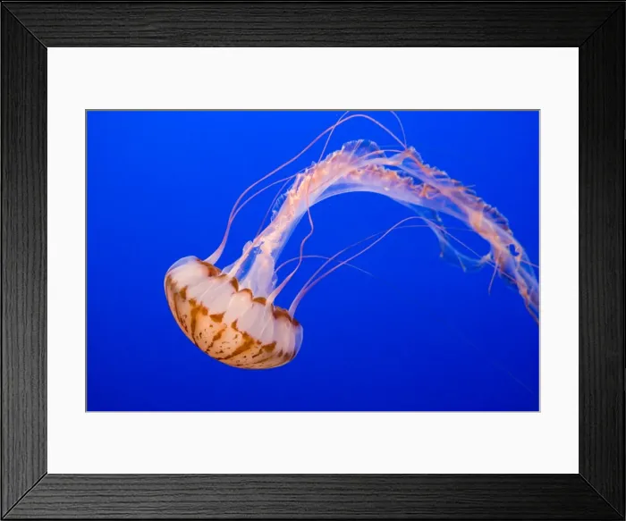 Framed Print : Purple-striped Jelly - Range: limited along coast of California - Pacific Ocean - USA - Photographed at Monterey Bay Aquarium - Monterey - California - USA Framed Print : Purple-striped Jelly - Range: limited along coast of California - Pacific Ocean - USA - Photographed at Monterey Bay Aquarium - Monterey - California - USA