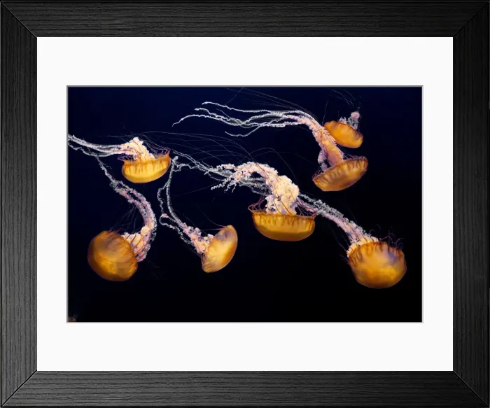 Framed Print : Sea Nettle - Range: California to Alaska - Aleoutian Islands - Bering Sea - Japan - Mostly near coast - Photographed at Monterey Bay Aquarium - Monterey - California - USA Framed Print : Sea Nettle - Range: California to Alaska - Aleoutian Islands - Bering Sea - Japan - Mostly near coast - Photographed at Monterey Bay Aquarium - Monterey - California - USA