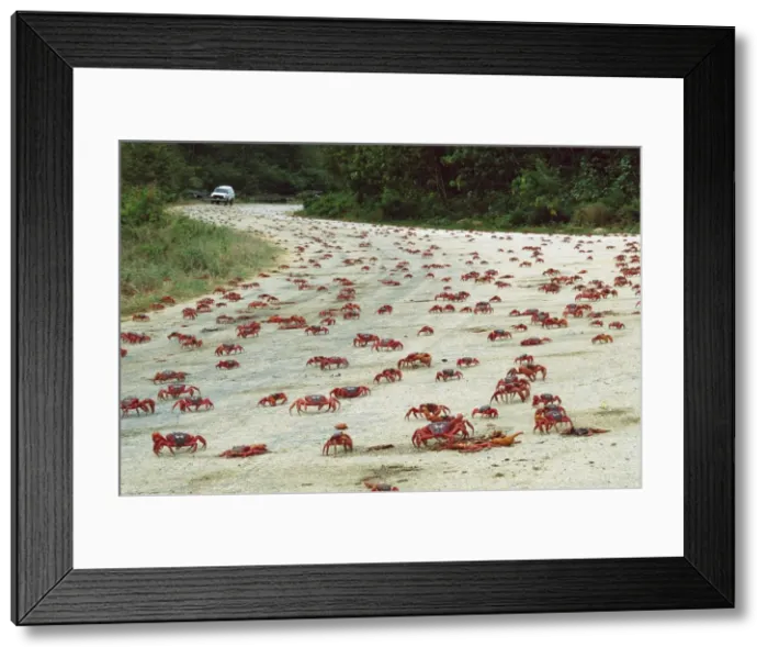 Framed Print : Red Crab (A land crab) - Crossing road during downward migration - Christmas Island - Indian Ocean (Australian Territory) JPF35173 Framed Print : Red Crab (A land crab) - Crossing road during downward migration - Christmas Island - Indian Ocean (Australian Territory) JPF35173