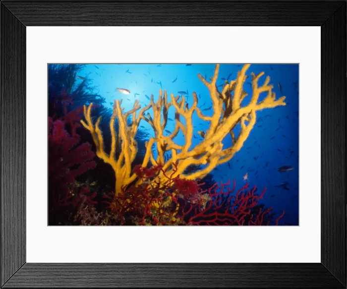 Framed Print : Sponge Mediterranean Framed Print : Sponge Mediterranean