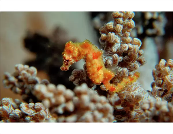 Pygmy Seahorse - this is the a new kind of Pigmy seahorse discovered in Walea. Until now not itentified no lat. name. Size 6 mm ! Walea Island Sulawesi  /  Indonesia