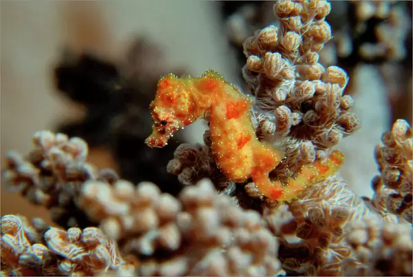 Pygmy Seahorse - this is the a new kind of Pigmy seahorse discovered in Walea. Until now not itentified no lat. name. Size 6 mm ! Walea Island Sulawesi  /  Indonesia