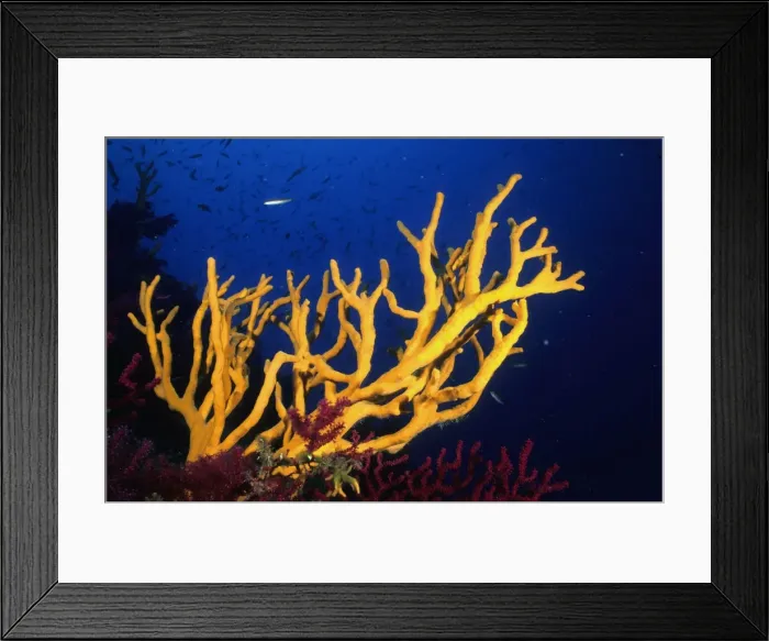 Framed Print : Stagehorn Sponges Mediterrenaen Framed Print : Stagehorn Sponges Mediterrenaen