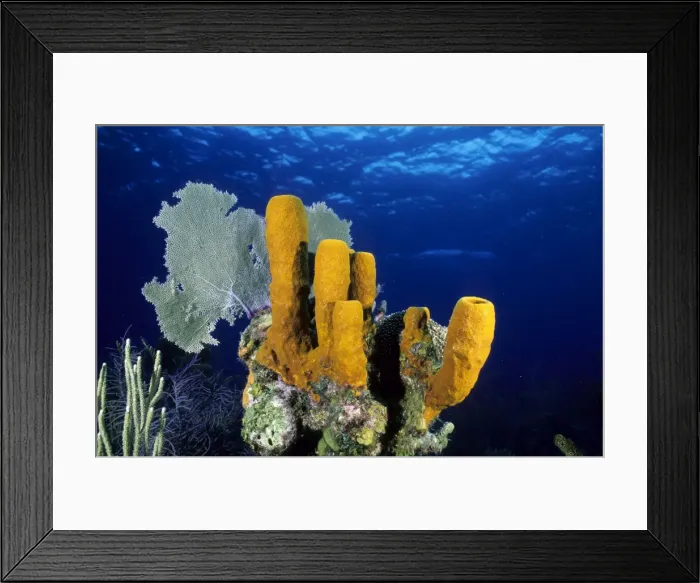 Framed Print : Tube Sponge Caribbean Sea Framed Print : Tube Sponge Caribbean Sea
