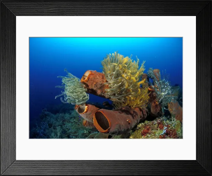 Framed Print : Tube Sponge Sulawesi Indonesia Framed Print : Tube Sponge Sulawesi Indonesia
