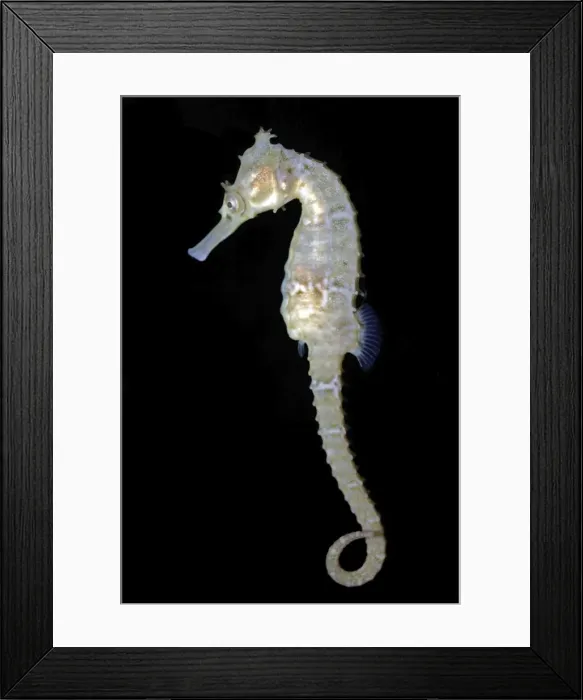 Framed Print : White's Sea Horse - South West Pacific