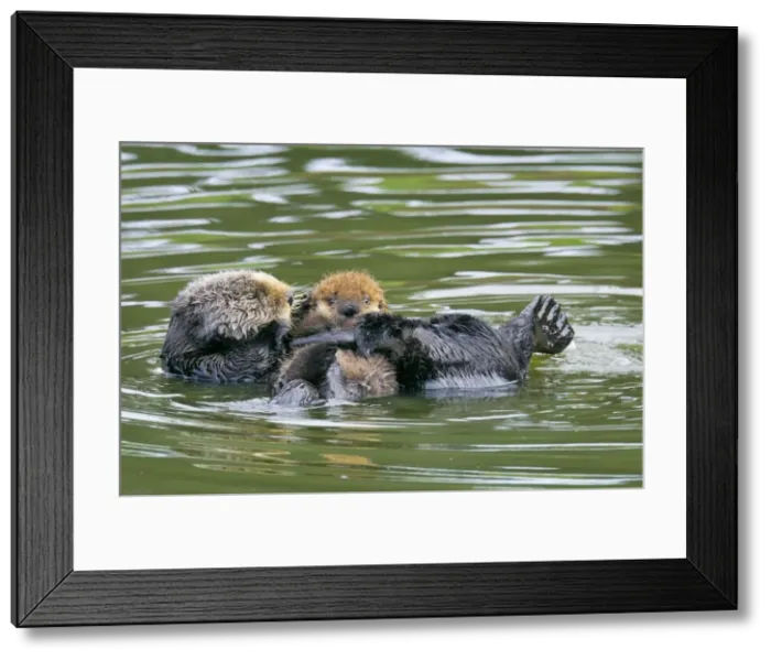 Framed Print : Sea Otters - mother with young pup - Monterey Bay - USA _C3A5606 Framed Print : Sea Otters - mother with young pup - Monterey Bay - USA _C3A5606