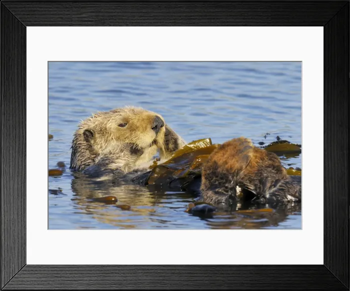 Framed Print : Sea Otter - resting in kelp - Monterey Bay - USA _C3A8968 Framed Print : Sea Otter - resting in kelp - Monterey Bay - USA _C3A8968