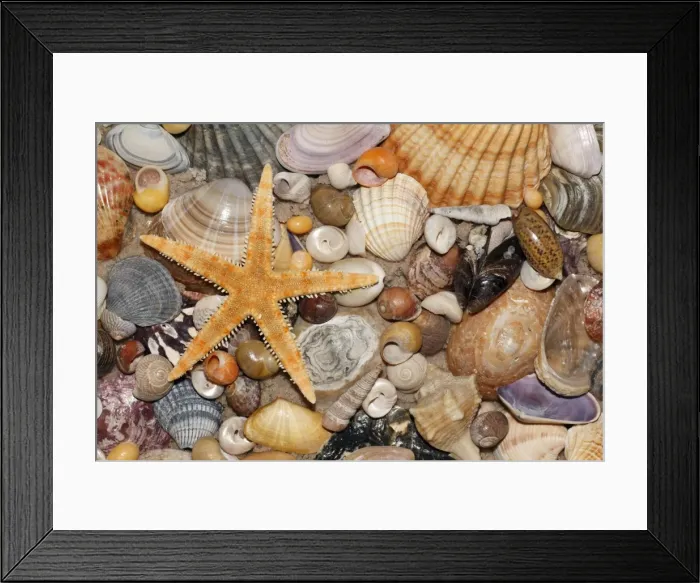 Framed Print : Atlantic Mixed Shells - and starfish on beach, in Coto Donana National Park, Andalucia, South Spain Framed Print : Atlantic Mixed Shells - and starfish on beach, in Coto Donana National Park, Andalucia, South Spain