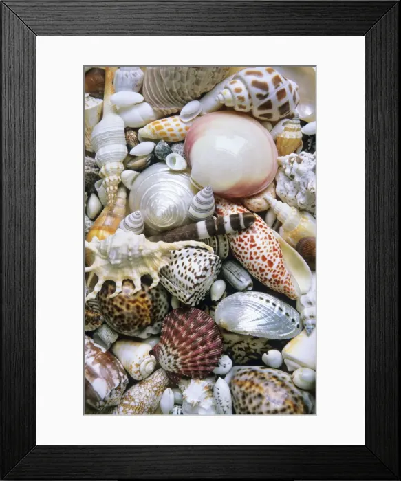 Framed Print : Mixed South Sea Shells Framed Print : Mixed South Sea Shells