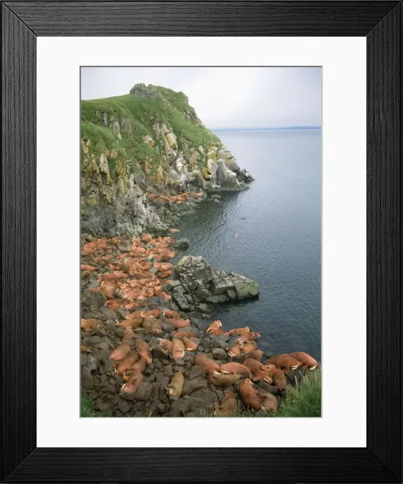 Framed Print : Walrus - colony Framed Print : Walrus - colony