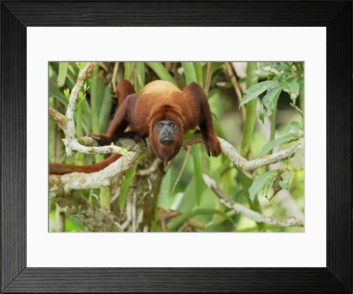 Framed Print : Red Howler Monkey - Iquitos - Peru Framed Print : Red Howler Monkey - Iquitos - Peru