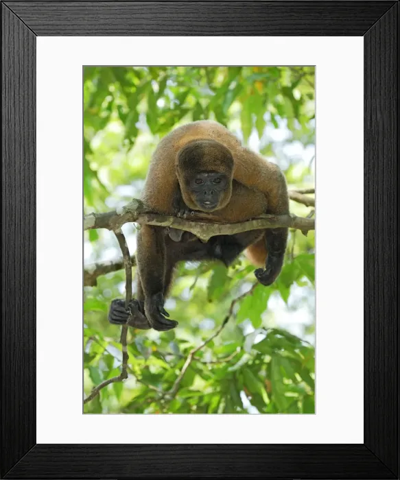 Framed Print : Common Woolly Monkey - Amacayacu Nationalpark - Colombia Framed Print : Common Woolly Monkey - Amacayacu Nationalpark - Colombia