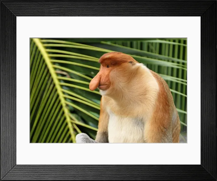 Framed Print : Proboscis Monkey - male - Kinabatangan river - Sabah - Borneo - Malaysia - Sabah - Borneo - Malaysia Framed Print : Proboscis Monkey - male - Kinabatangan river - Sabah - Borneo - Malaysia - Sabah - Borneo - Malaysia