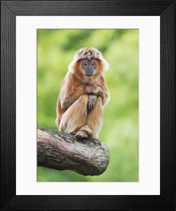 Framed Print : Ebony Leaf Monkey  /  Javan Langur - animal resting, distribution - Java, Indonesia