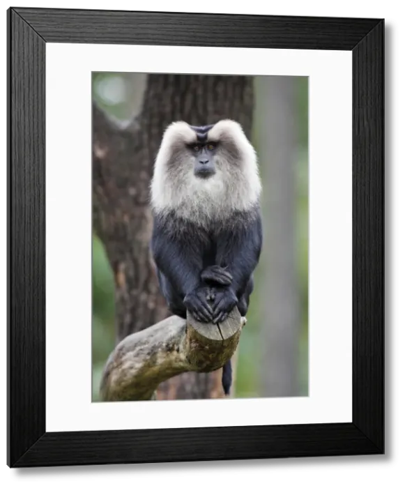 Framed Print : Liontail Macaque - male sitting on branch, distribution - Western Ghats, South India Framed Print : Liontail Macaque - male sitting on branch, distribution - Western Ghats, South India