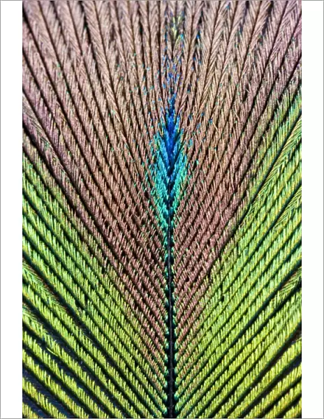 Peacock Feather detail of male