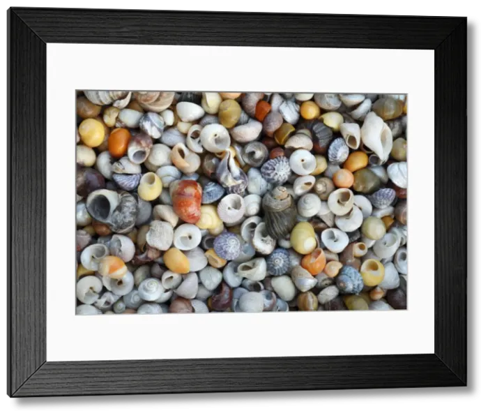 Framed Print : Marine Snail Shells - mainly Turbinate monodant snails and Dogwhelks (Nucella lapillus), collected from Noth Sea, England and the Atlantic coast, South Spain Framed Print : Marine Snail Shells - mainly Turbinate monodant snails and Dogwhelks (Nucella lapillus), collected from Noth Sea, England and the Atlantic coast, South Spain