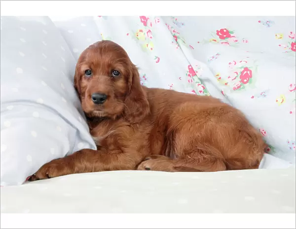 Dog - Irish Setter - Puppy lying down on pillow