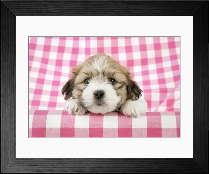 Framed Print : Teddy Bear Dog - puppy (8 weeks old) Framed Print : Teddy Bear Dog - puppy (8 weeks old)