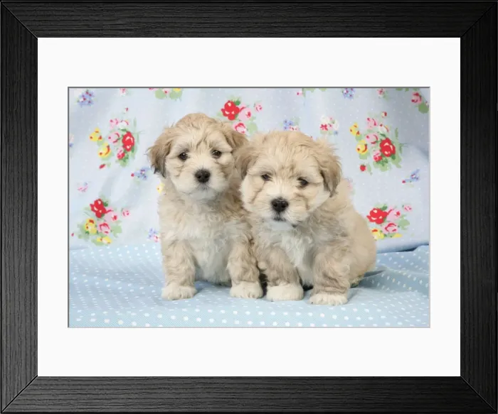 Framed Print : Dog - 7 weeks old Lhasa Apso cross Shih Tzu puppies Framed Print : Dog - 7 weeks old Lhasa Apso cross Shih Tzu puppies