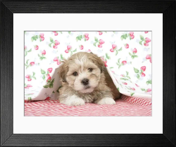 Framed Print : Dog - 7 weeks old Lhasa Apso cross Shih Tzu puppy under blanket Framed Print : Dog - 7 weeks old Lhasa Apso cross Shih Tzu puppy under blanket