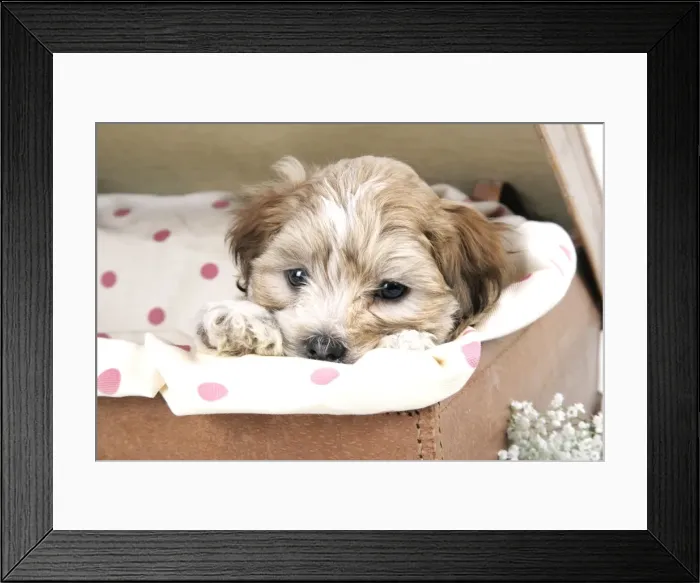 Framed Print : Dog - 7 weeks old Lhasa Apso cross Shih Tzu puppy in suitcase Framed Print : Dog - 7 weeks old Lhasa Apso cross Shih Tzu puppy in suitcase