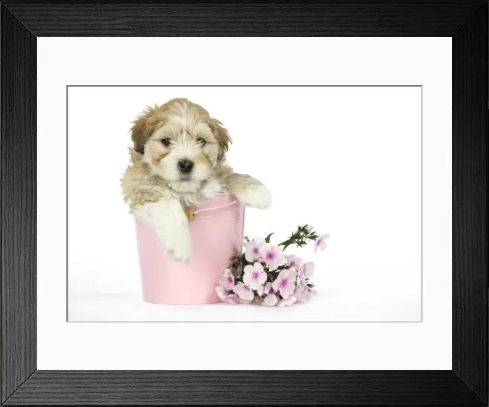 Framed Print : Dog - 7 weeks old Lhasa Apso cross Shih Tzu puppy in pink bucket Framed Print : Dog - 7 weeks old Lhasa Apso cross Shih Tzu puppy in pink bucket