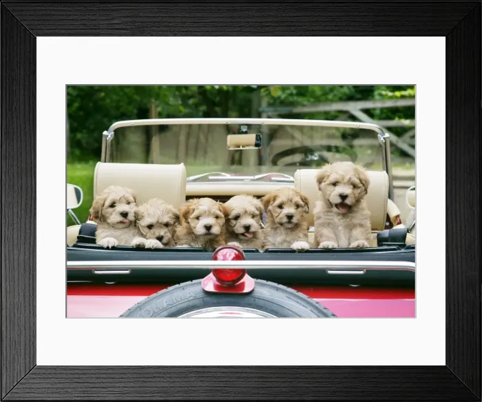 Framed Print : Dog - 7 week old Lhasa Apso cross Shih Tzu puppies in car Framed Print : Dog - 7 week old Lhasa Apso cross Shih Tzu puppies in car