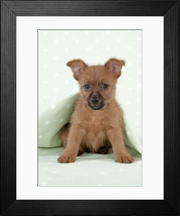 Framed Print : Dog - 7 week old Australian Terrier puppy Framed Print : Dog - 7 week old Australian Terrier puppy