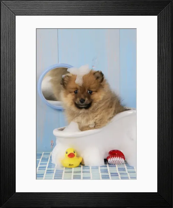 Framed Print : Dog. Pomeranian puppy in bath (10 weeks old) Framed Print : Dog. Pomeranian puppy in bath (10 weeks old)
