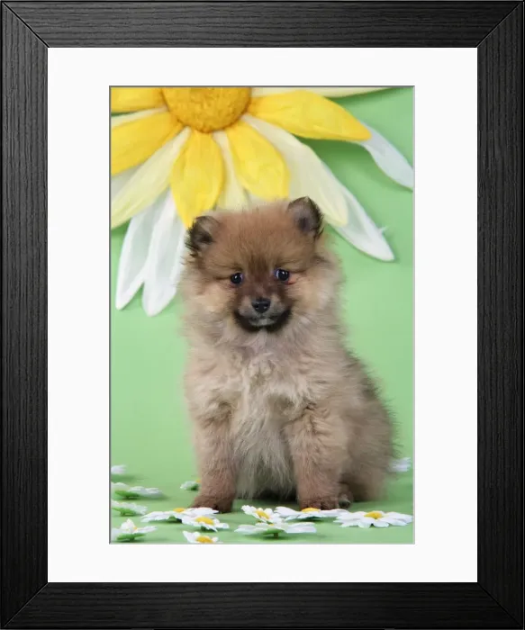 Framed Print : Dog. Pomeranian puppy infront of sunflower (10 weeks old) Framed Print : Dog. Pomeranian puppy infront of sunflower (10 weeks old)