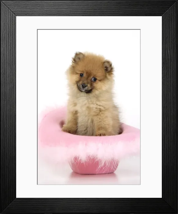 Framed Print : Dog. Pomeranian puppy (10 weeks old) sitting in pink hat Framed Print : Dog. Pomeranian puppy (10 weeks old) sitting in pink hat