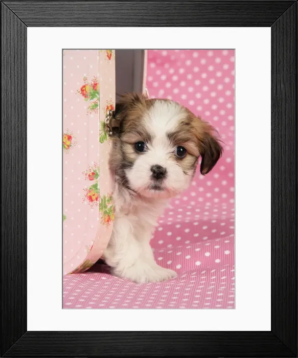 Framed Print : Dog. Teddy bear puppy in pink suitcase Framed Print : Dog. Teddy bear puppy in pink suitcase