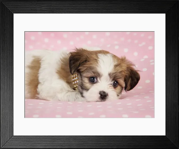 Framed Print : Dog. Teddy bear puppy on pink background Framed Print : Dog. Teddy bear puppy on pink background