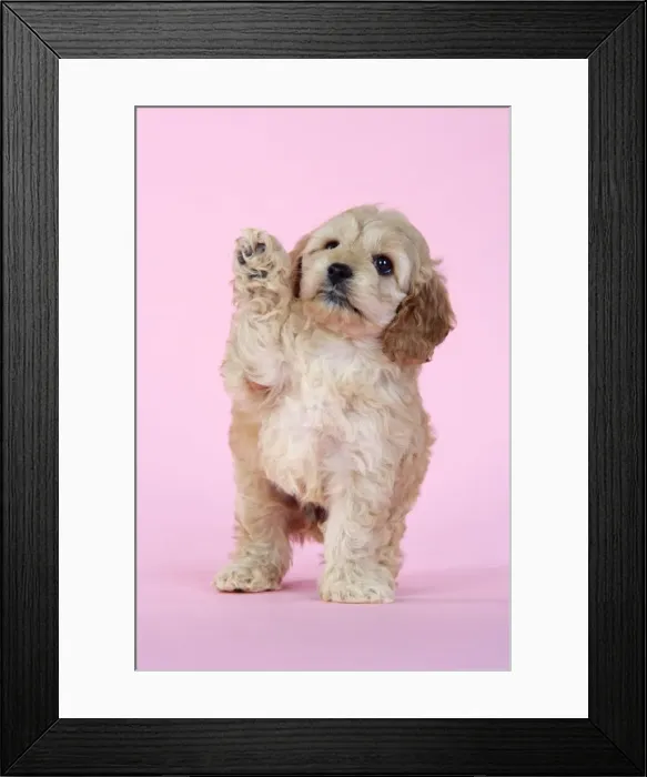 Framed Print : Dog. Cockerpoo puppy (7 weeks old) waving Framed Print : Dog. Cockerpoo puppy (7 weeks old) waving