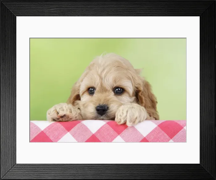 Framed Print : Dog. Cockerpoo puppies (7 weeks old) Framed Print : Dog. Cockerpoo puppies (7 weeks old)