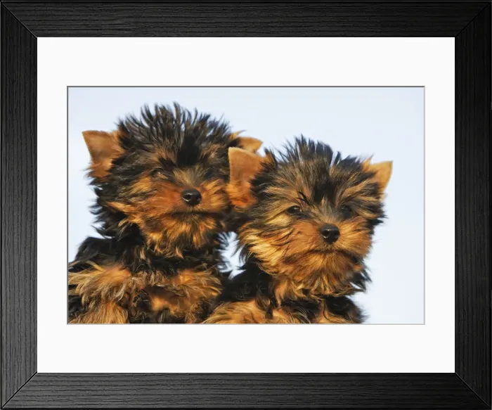Framed Print : Yorkshire Terrier Dog - puppy Framed Print : Yorkshire Terrier Dog - puppy