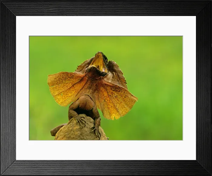 Framed Print : Frilled Lizard - Defensive display perched on termite mound - Kakadu National Park (World Heritage Area) - Northern Territory - Australia JPF51031 Framed Print : Frilled Lizard - Defensive display perched on termite mound - Kakadu National Park (World Heritage Area) - Northern Territory - Australia JPF51031