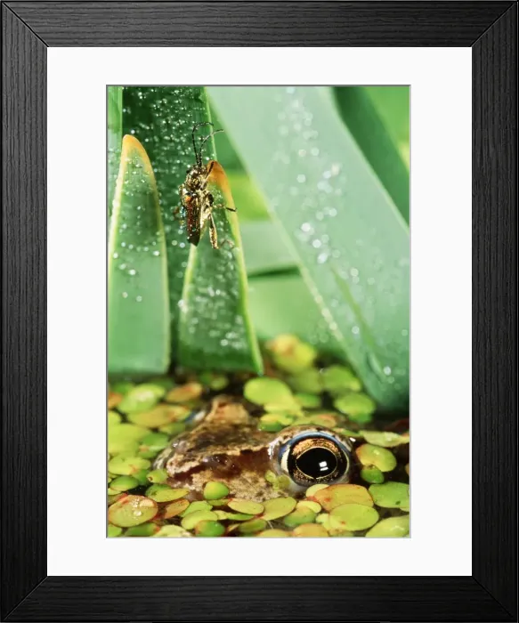 Framed Print : Moor Frog ANZ 534 Watches a beetle (Donacia sp), North Ural mountains, Russia Rana arvalis Nilsson © Andrey Zvoznikov / ARDEA LONDON Framed Print : Moor Frog ANZ 534 Watches a beetle (Donacia sp), North Ural mountains, Russia Rana arvalis Nilsson © Andrey Zvoznikov / ARDEA LONDON