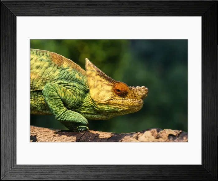 Framed Print : Parson's Chameleon COS 713 Walking across log Madagascar © Bill Coster / ARDEA LONDON Framed Print : Parson's Chameleon COS 713 Walking across log Madagascar © Bill Coster / ARDEA LONDON