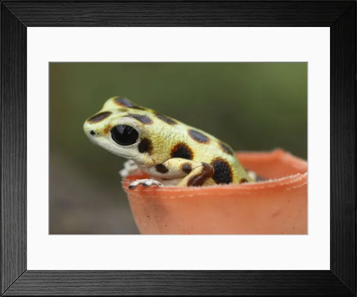Framed Print : Strawberry Poison Frog - inside a cup fungus Bastimentos National Park Bocas del Toro, Panama Framed Print : Strawberry Poison Frog - inside a cup fungus Bastimentos National Park Bocas del Toro, Panama