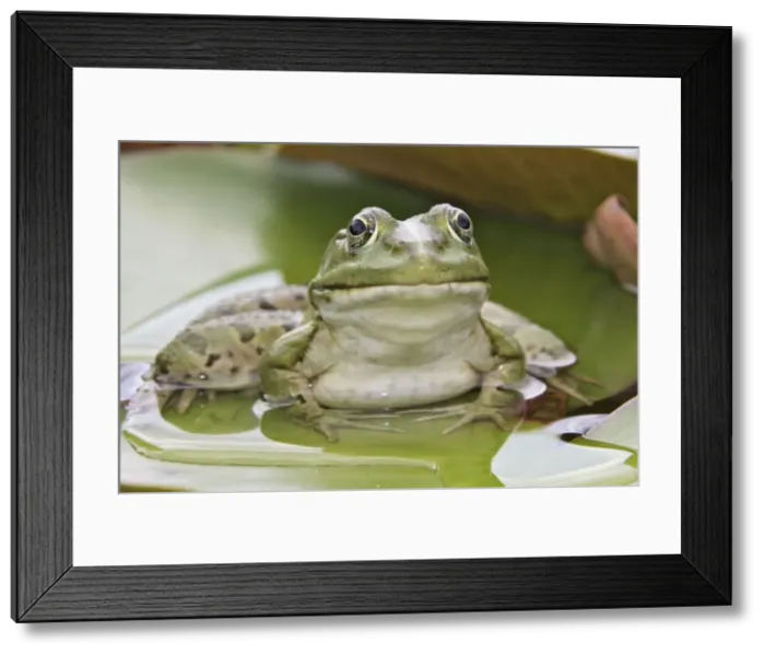 Framed Print : Edible / Green Frog - resting on lily pads. France Framed Print : Edible / Green Frog - resting on lily pads. France