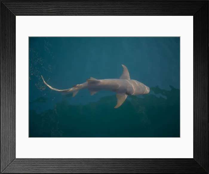 Framed Print : Tawny Shark - Off Raft Point Kimberley coast, Western Australia. Feeds on Blue Sprats and described as clumsy and inoffensive Framed Print : Tawny Shark - Off Raft Point Kimberley coast, Western Australia. Feeds on Blue Sprats and described as clumsy and inoffensive