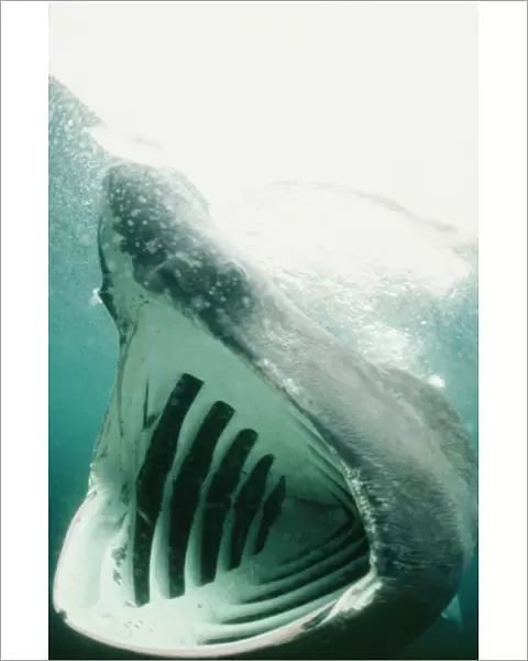 Basking Shark DSE 23 Isle of Man Certorhinus maximus © Douglas David Seifert  /  ARDEA LONDON